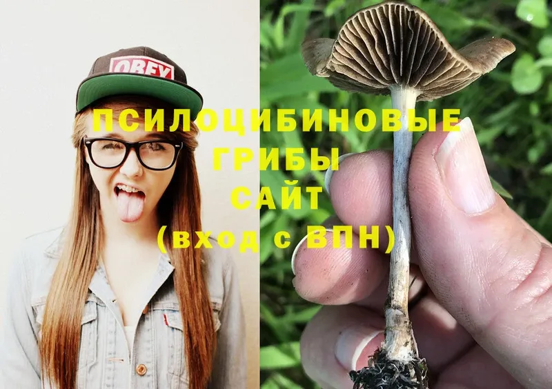 Галлюциногенные грибы Magic Shrooms  купить   Орехово-Зуево 